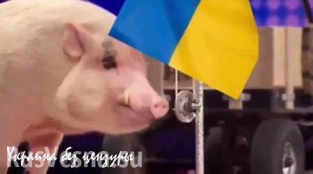 Тонкий троллинг: свинья поднимает флаг Украины (ВИДЕО)
