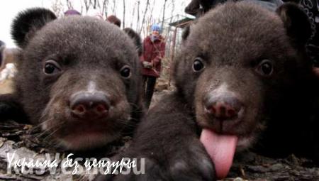 Трех медвежат поймали за неделю на улицах города Дальнегорск на севере Приморья