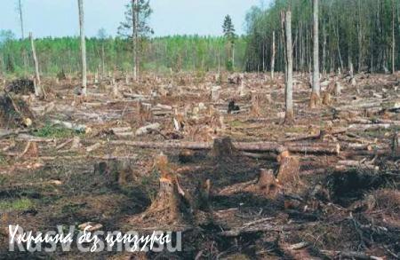 На оккупированной территории Донбасса идет хищническая вырубка лесов (ФОТО)