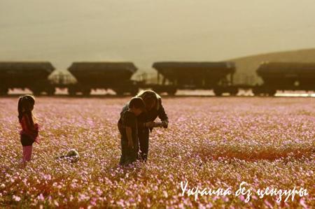 Самая сухая пустыня мира покрылась цветами