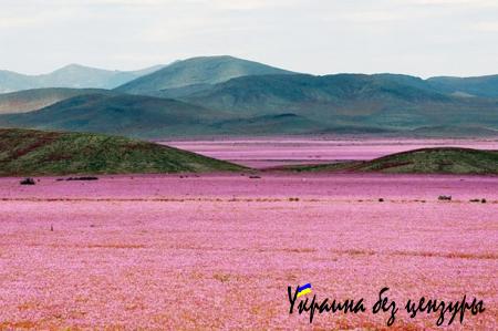 Самая сухая пустыня мира покрылась цветами