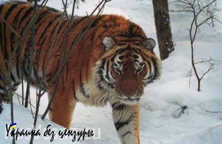 Тигр сделал селфи в приморском заповеднике (ФОТО)