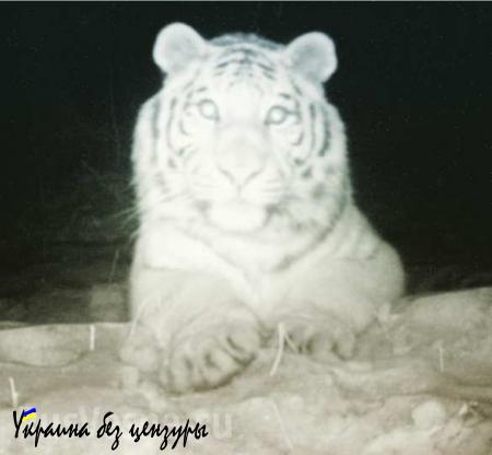 Тигр сделал селфи в приморском заповеднике (ФОТО)