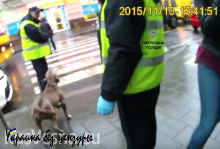 Львовские полицейские напали на питбуля и его больного хозяина (ВИДЕО)