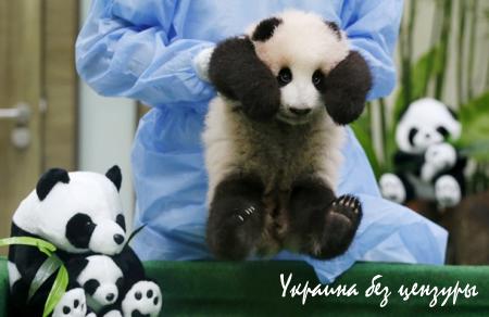 В Малайзии показали детеныша гигантской панды