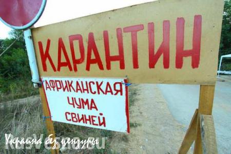 В Одесской области объявили карантин из-за чумы