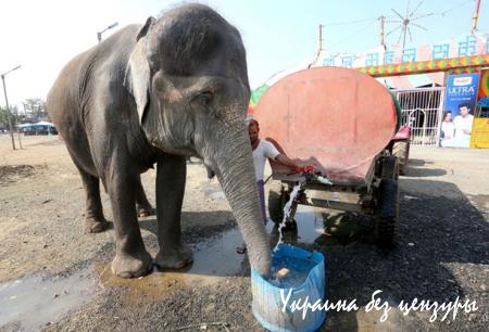 Порошенко и Папа, теракт в Мали: фото дня