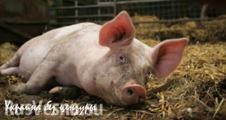 Бойевики «Азова» пропили пятерых свиней, принадлежащих фермеру из ЛНР 