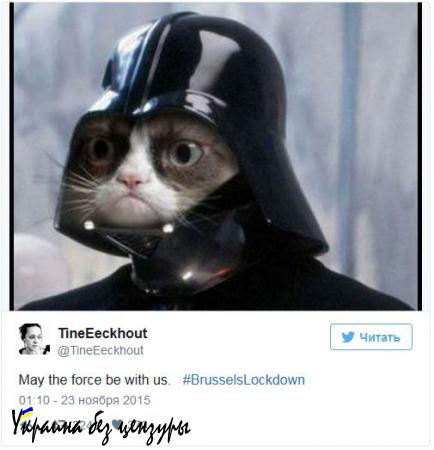 Twitter заполнился котами после просьбы не обсуждать рейды в Брюсселе (ФОТО)