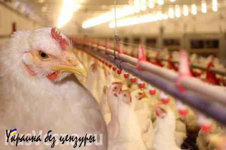 Россия запрещает поставки мяса птицы с одного из предприятий Турции