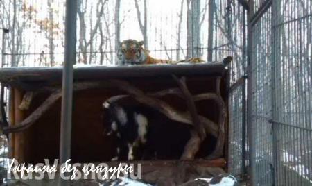 В заповеднике Приморья тигр подружился с присланным на съедение козлом (ФОТО)