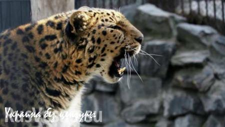 Леопард Тайфун начал брачные игры с самкой умершего Меамура в Приморье