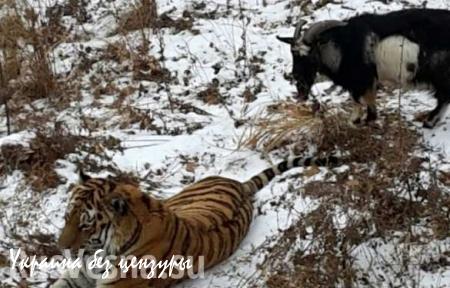 Тигр Амур стал защищать своего нового друга — козла Тимура от работников зоопарка (ФОТО)