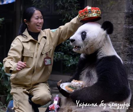 В Китае отпраздновали 35-летие самой старой панды