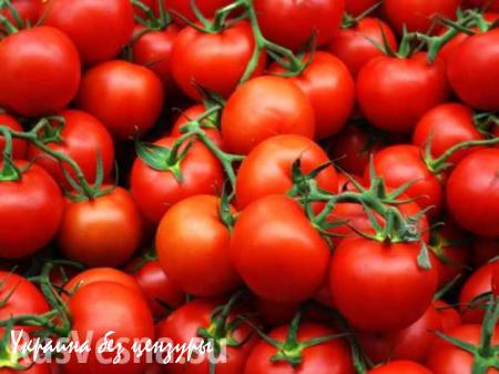 Санкции против Турции не приведут к дефициту томатов