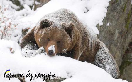 В зоопарке под Омском медведи не могут уснуть из-за тёплой погоды
