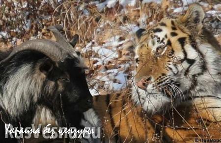 Козлик Тимур отказывается от еды и сна после разделения с тигром (ВИДЕО)