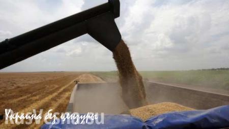 Россия пока не будет запрещать экспорт зерна в Турцию