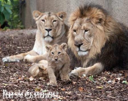 Лондонский зоопарк предложил посетителям поужинать и переночевать в вольере со львами