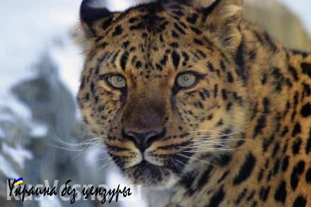 Леопарды Приморья привыкли к фотоловушкам и стали чаще делать «селфи»