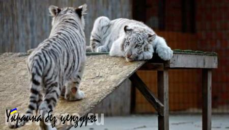Янаки: ответственность за гибель редкого тигренка в Ялте несет Киев