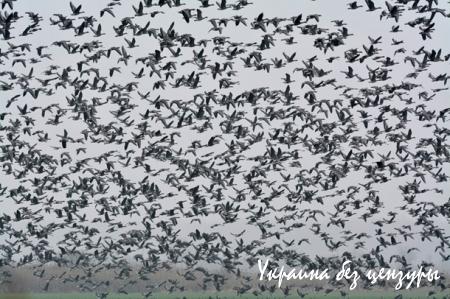 Заснеженный Киев и корона Путина: фото недели