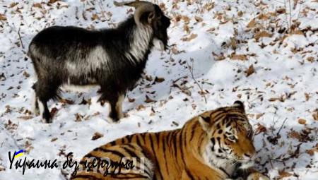 Амур и Тимур: тигр и козёл начали играть друг с другом