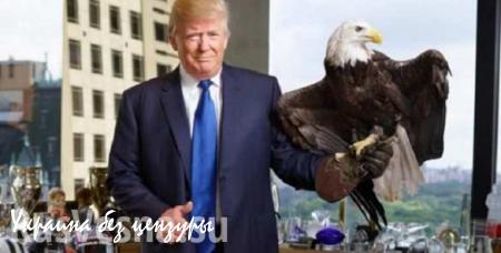 В США на Трампа напал орел (ВИДЕО)