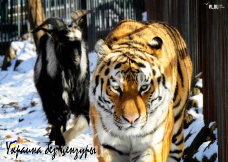 Тигр Амур и козел Тимур в сафари-парке играют в догонялки (ВИДЕО)