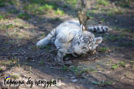 В крымском зоопарке умер третий белый тигренок