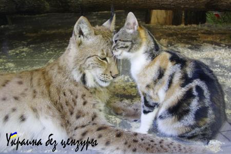 Невероятные пары в российских зоопарках (ФОТО)
