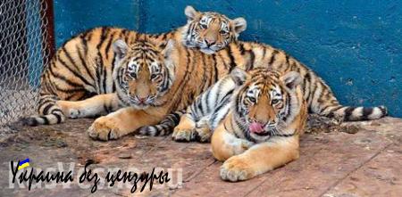 Тигры, выпущенные на волю Владимиром Путиным, могут создать семью (ФОТО)