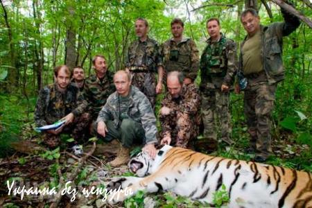Тигры, выпущенные на волю Владимиром Путиным, могут создать семью (ФОТО)