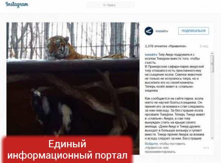 Тигр Амур и козел Тимур из Приморья появились в Instagram (ФОТО)