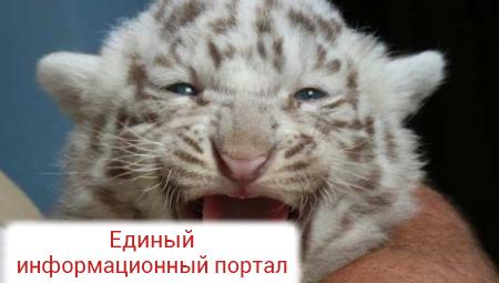 Тигрята в крымском зоопарке умерли от вируса «кошачьей чумки»