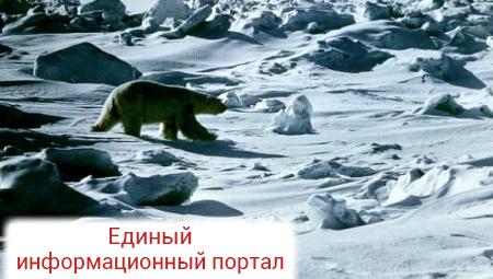 В Совфеде и палате адвокатов просят расследовать жестокое убийство белого медведя в Арктике (ВИДЕО 18+)